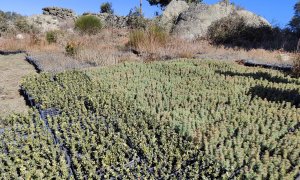 Bosque Fundación Naturgy 