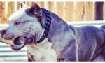 En caso de tener un American Bully XL se considerará un delito. De esta manera, si los dueños no tienen la licencia correspondiente, las autoridades pueden confiscar el animal y sacrificarlo