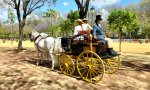 Pacma propone sustituir a los caballos por carruajes de tracción eléctrica... para acabar con el maltrato animal