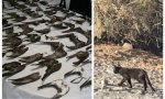 Los 'lindos gatitos' de las colonias felinas se comen a los pajaritos