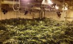 Plantación 'indoor' de marihuana en fraude eléctrico