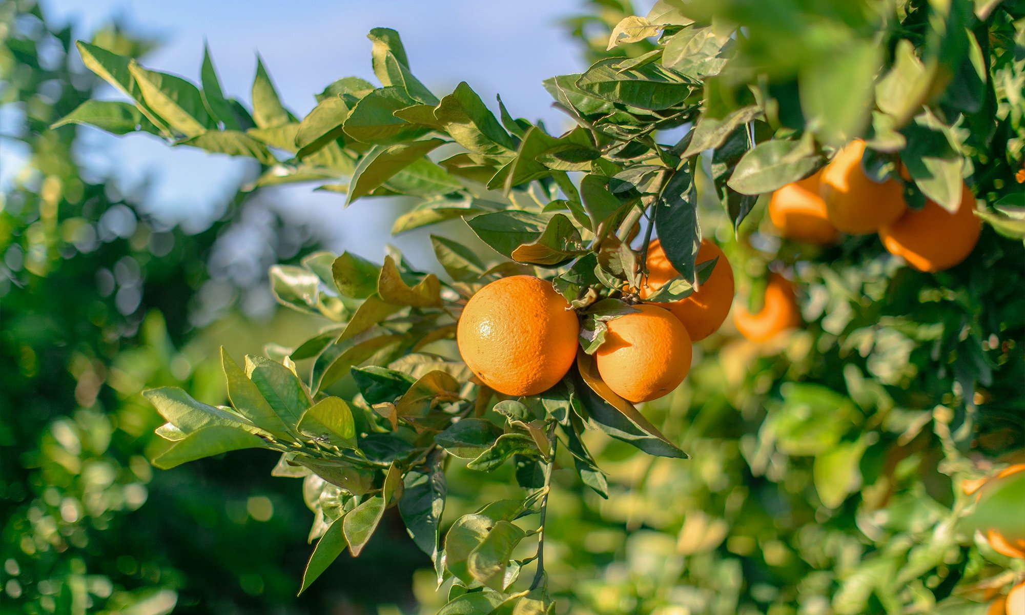 Naranjas, de origen nacional, en el campo