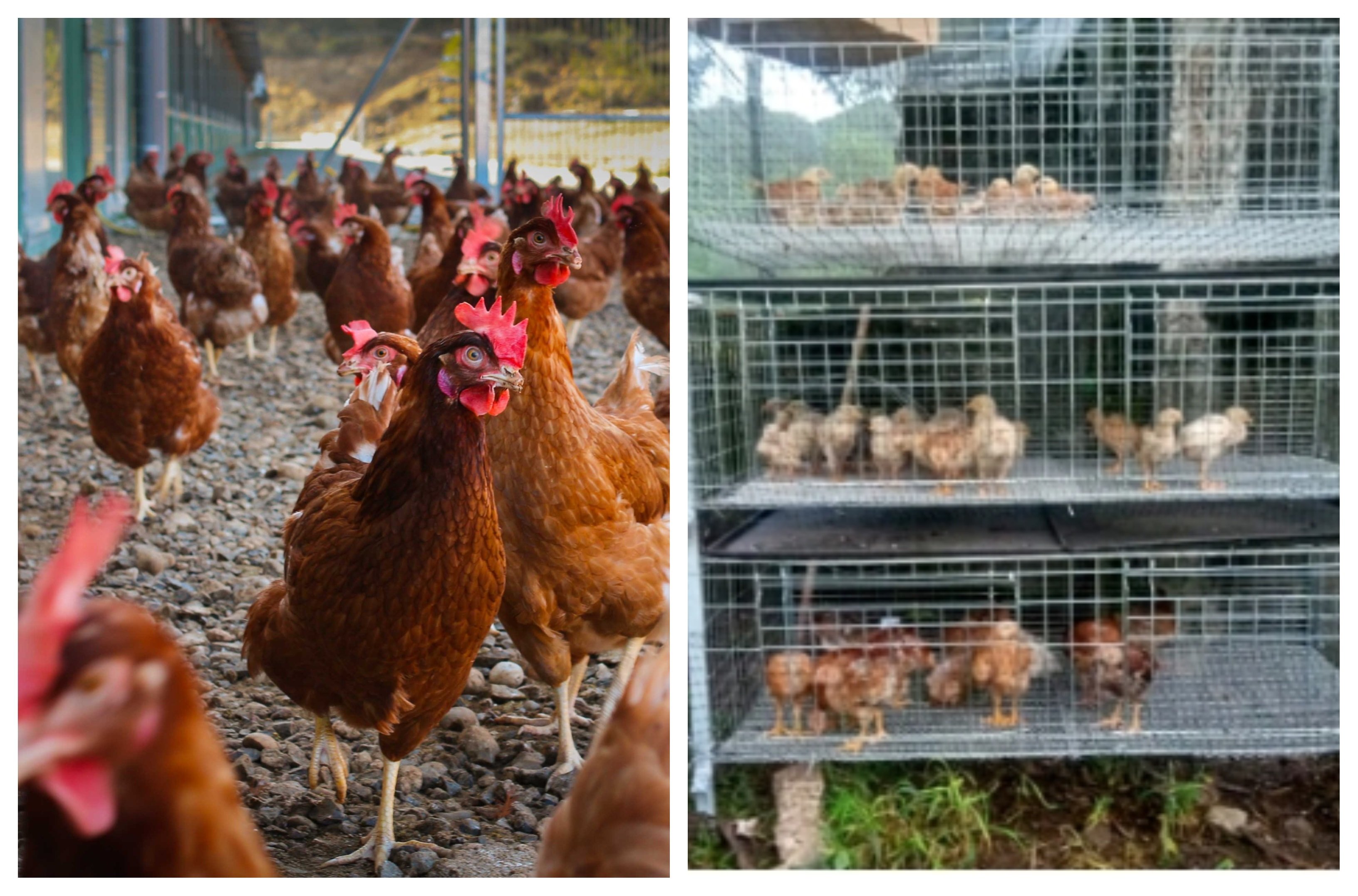 Estamos en una sociedad idiota: no puedes criar gallinas en libertad… pero los animalistas exigen la supresión de las jaulas