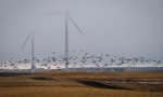 Putin defiende a pájaros y gusanos ante los molinos de viento