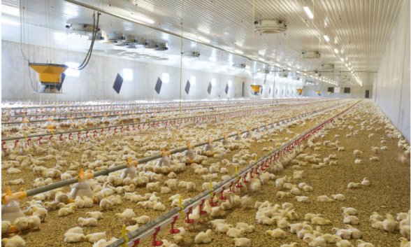 La UE, ahora, a por la carne de pollo: propone medidas qu...