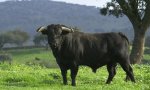 El toro de lidia es un animal bellísimo, vive cinco años a cuerpo de rey y tiene una muerte mejor que la de la vaca en el matadero