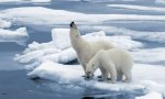 No se preocupen, el oso de Al Gore no murió y el deshielo de los polos va para largo. ¡Ah! Y recuerden al conejo de la suerte.