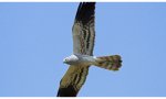 Iberdrola protege al aguilucho cenizo