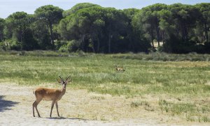 Ciervo en el Parque Nacional de Doñana