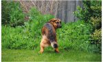 Estudiar las cacas del can, atenta contra la intimidad del chucho... dicen los animalistas